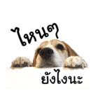 Chanom Dog Der（個別スタンプ：11）