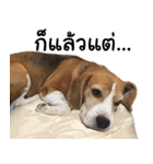Chanom Dog Der（個別スタンプ：12）