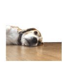 Chanom Dog Der（個別スタンプ：13）
