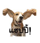 Chanom Dog Der（個別スタンプ：14）
