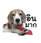 Chanom Dog Der（個別スタンプ：15）