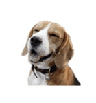 Chanom Dog Der（個別スタンプ：16）