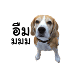 Chanom Dog Der（個別スタンプ：17）