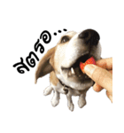 Chanom Dog Der（個別スタンプ：18）