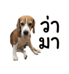 Chanom Dog Der（個別スタンプ：20）