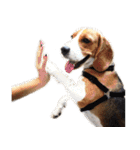 Chanom Dog Der（個別スタンプ：21）