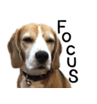 Chanom Dog Der（個別スタンプ：23）