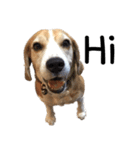 Chanom Dog Der（個別スタンプ：24）