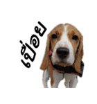 Chanom Dog Der（個別スタンプ：26）