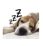 Chanom Dog Der（個別スタンプ：27）