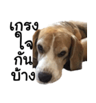 Chanom Dog Der（個別スタンプ：28）