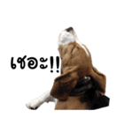 Chanom Dog Der（個別スタンプ：29）