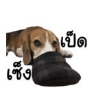 Chanom Dog Der（個別スタンプ：30）