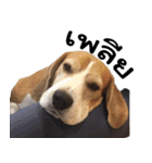 Chanom Dog Der（個別スタンプ：31）