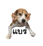 Chanom Dog Der（個別スタンプ：32）