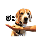 Chanom Dog Der（個別スタンプ：33）