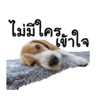 Chanom Dog Der（個別スタンプ：34）