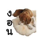 Chanom Dog Der（個別スタンプ：35）