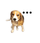 Chanom Dog Der（個別スタンプ：36）