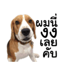Chanom Dog Der（個別スタンプ：37）