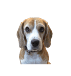 Chanom Dog Der（個別スタンプ：38）