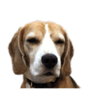 Chanom Dog Der（個別スタンプ：39）