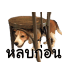 Chanom Dog Der（個別スタンプ：40）
