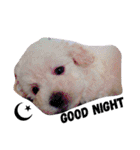 愉快なanimals（個別スタンプ：6）