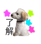 愉快なanimals（個別スタンプ：8）