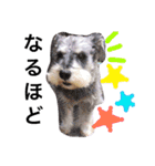 愉快なanimals（個別スタンプ：15）