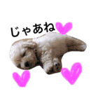 愉快なanimals（個別スタンプ：16）