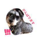 愉快なanimals（個別スタンプ：17）
