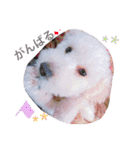 愉快なanimals（個別スタンプ：40）