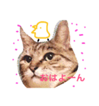 とら子さんスタンプ（個別スタンプ：16）