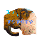 とら子さんスタンプ（個別スタンプ：21）