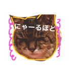 とら子さんスタンプ（個別スタンプ：23）