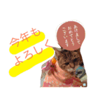 とら子さんスタンプ（個別スタンプ：30）