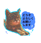 とら子さんスタンプ（個別スタンプ：32）