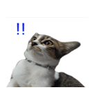 Thai House Cats（個別スタンプ：1）