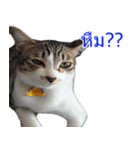 Thai House Cats（個別スタンプ：2）