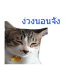 Thai House Cats（個別スタンプ：3）