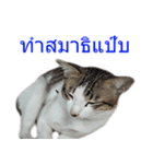 Thai House Cats（個別スタンプ：4）