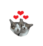 Thai House Cats（個別スタンプ：5）