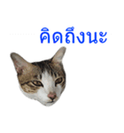 Thai House Cats（個別スタンプ：6）