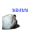 Thai House Cats（個別スタンプ：7）
