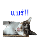 Thai House Cats（個別スタンプ：8）