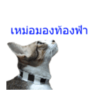 Thai House Cats（個別スタンプ：9）