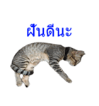 Thai House Cats（個別スタンプ：10）