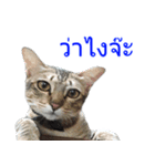 Thai House Cats（個別スタンプ：11）