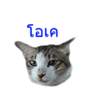 Thai House Cats（個別スタンプ：12）